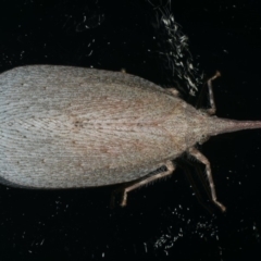 Rentinus dilatatus (Fulgorid planthopper) at Ainslie, ACT - 18 Apr 2020 by jb2602