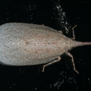 Rentinus dilatatus at Ainslie, ACT - 18 Apr 2020