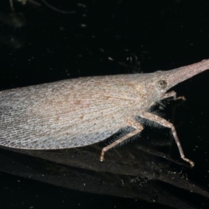 Rentinus dilatatus at Ainslie, ACT - 18 Apr 2020