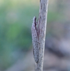 Phryganeutis cinerea at Cook, ACT - 12 Apr 2020