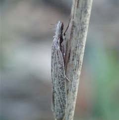 Phryganeutis cinerea at Cook, ACT - 12 Apr 2020