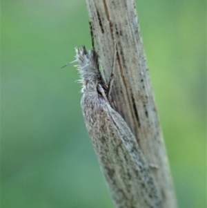 Phryganeutis cinerea at Cook, ACT - 12 Apr 2020