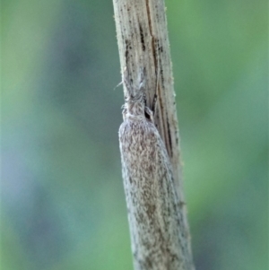 Phryganeutis cinerea at Cook, ACT - 12 Apr 2020