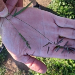 Eragrostis cilianensis (Stinkgrass) at Dunlop, ACT - 12 Apr 2020 by Riko