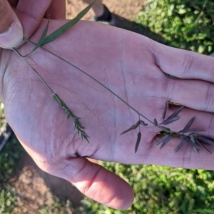 Eragrostis cilianensis at Dunlop, ACT - 12 Apr 2020