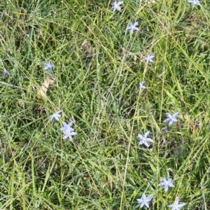 Wahlenbergia capillaris at Black Range, NSW - 13 Apr 2020