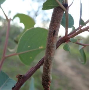 Geometridae (family) IMMATURE at Cook, ACT - 13 Apr 2020