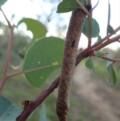 Geometridae (family) IMMATURE at Cook, ACT - 13 Apr 2020 by CathB
