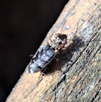 Scopodes sp. (genus) (Predaceous ground beetle) at Cook, ACT - 14 Apr 2020 by CathB