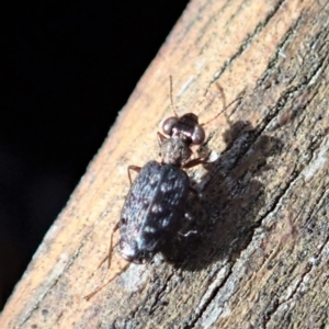Scopodes sp. (genus) at suppressed - 14 Apr 2020