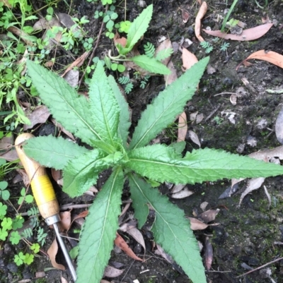 Senecio sp. (A Fireweed) at EDM Private Property - 19 Apr 2020 by Evelynm