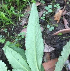 Senecio (genus) at Woodstock, NSW - 19 Apr 2020 02:13 PM