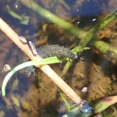 Dytiscidae (family) (Unidentified diving beetle) at Cook, ACT - 12 Apr 2020 by CathB