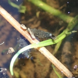 Dytiscidae (family) at Cook, ACT - 12 Apr 2020