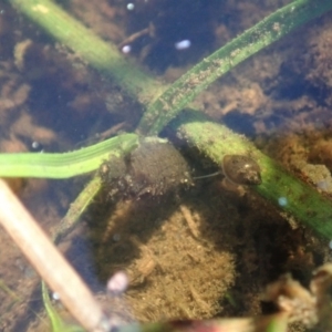 Dytiscidae (family) at Cook, ACT - 12 Apr 2020