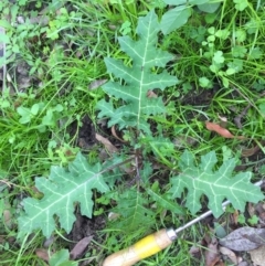 Solanum prinophyllum (Forest Nightshade) at EDM Private Property - 19 Apr 2020 by Evelynm