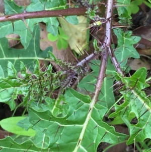 Solanum prinophyllum at Woodstock, NSW - 19 Apr 2020