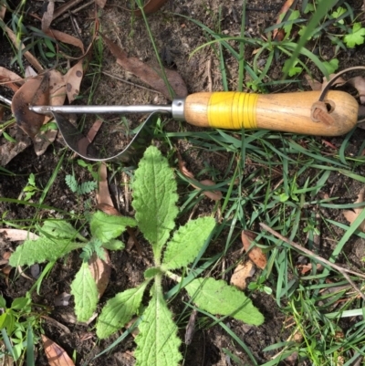 Cirsium vulgare (Spear Thistle) at EDM Private Property - 19 Apr 2020 by Evelynm