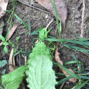 Cirsium vulgare at Woodstock, NSW - 19 Apr 2020 12:56 PM