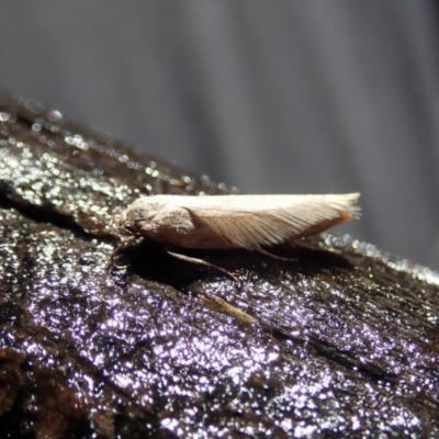 Oecophoridae (family) (Unidentified Oecophorid concealer moth) at Mount Painter - 18 Apr 2020 by CathB