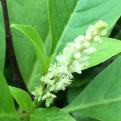 Phytolacca octandra at Woodstock, NSW - 19 Apr 2020 01:41 PM