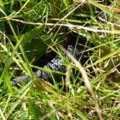 Tiliqua scincoides scincoides (Eastern Blue-tongue) at Bega, NSW - 14 Apr 2020 by MatthewHiggins