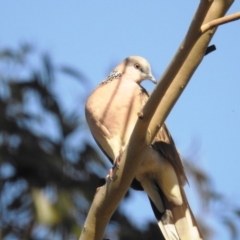 Streptopelia chinensis (Spotted Dove) at Kambah, ACT - 19 Apr 2020 by HelenCross