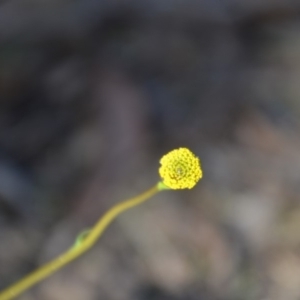 Craspedia variabilis at Wamboin, NSW - 30 Mar 2020