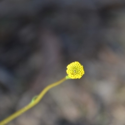 Craspedia variabilis (Common Billy Buttons) at Wamboin, NSW - 30 Mar 2020 by natureguy