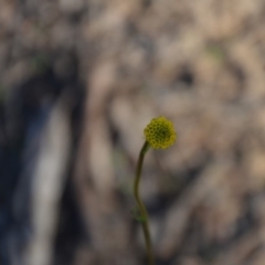 Craspedia variabilis at Wamboin, NSW - 30 Mar 2020