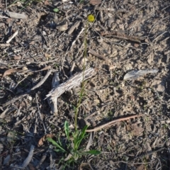 Craspedia variabilis at Wamboin, NSW - 30 Mar 2020