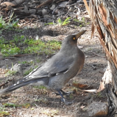 Strepera versicolor (Grey Currawong) at Tuggeranong DC, ACT - 20 Apr 2020 by HelenCross