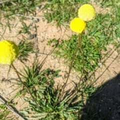 Craspedia variabilis (Common Billy Buttons) at Tuggeranong DC, ACT - 19 Apr 2020 by HelenCross