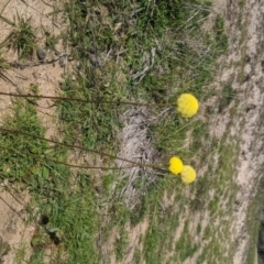 Craspedia variabilis at Tuggeranong DC, ACT - suppressed