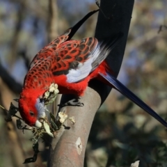 Platycercus elegans (Crimson Rosella) at Majura, ACT - 18 Apr 2020 by jb2602