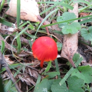 Hygrocybe sp. ‘red’ at Coree, ACT - 20 Apr 2020 10:56 AM