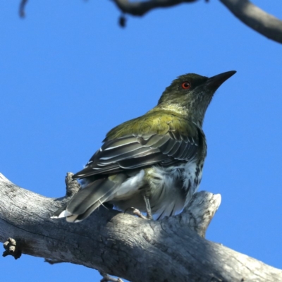 Oriolus sagittatus (Olive-backed Oriole) at Majura, ACT - 18 Apr 2020 by jbromilow50