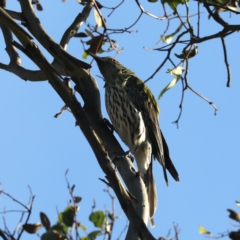 Oriolus sagittatus at Majura, ACT - 18 Apr 2020