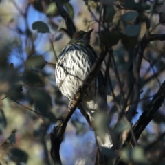 Oriolus sagittatus at Majura, ACT - 18 Apr 2020