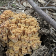 Ramaria sp. (A Coral fungus) at Sherwood Forest - 20 Apr 2020 by SandraH