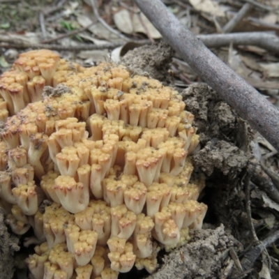 Ramaria sp. (A Coral fungus) at Coree, ACT - 20 Apr 2020 by SandraH