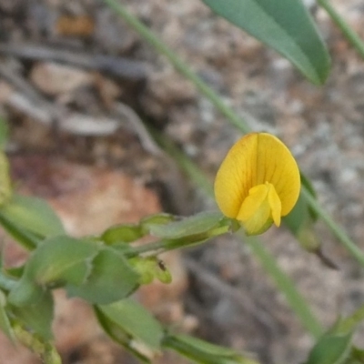 Zornia dyctiocarpa var. dyctiocarpa (Zornia) at Tuggeranong Hill - 20 Apr 2020 by Owen