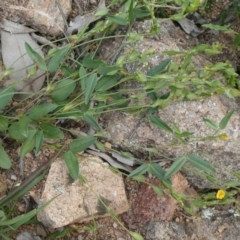 Zornia dyctiocarpa var. dyctiocarpa at Theodore, ACT - 20 Apr 2020