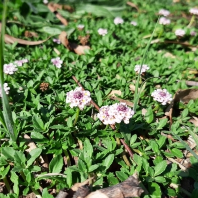 Phyla canescens (Lippia) at Higgins, ACT - 1 Apr 2020 by LauraHCanackle