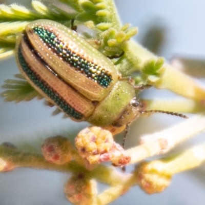 Calomela vittata (Acacia leaf beetle) at Coree, ACT - 17 Apr 2020 by SWishart