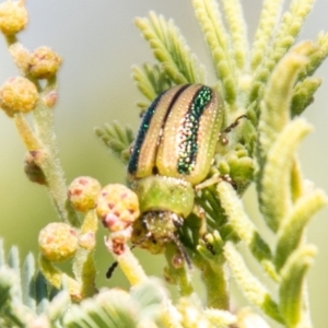 Calomela vittata at Coree, ACT - 17 Apr 2020