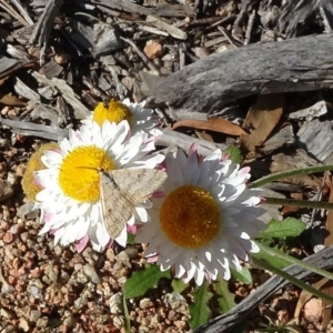 Scopula rubraria at Molonglo Valley, ACT - 20 Apr 2020