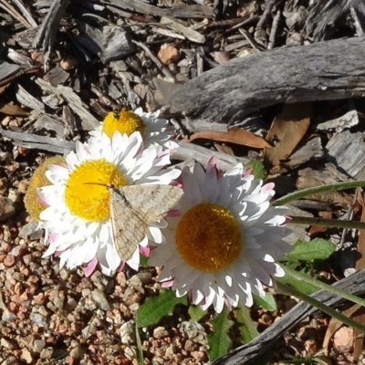 Scopula rubraria (Reddish Wave, Plantain Moth) at Molonglo Valley, ACT - 20 Apr 2020 by JanetRussell