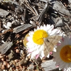 Scopula rubraria at Molonglo Valley, ACT - 20 Apr 2020