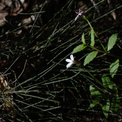Lobelia purpurascens (White Root) at Wingecarribee Local Government Area - 18 Apr 2020 by Boobook38